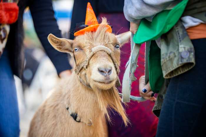 Oktoberfest in Philadelphia, things to do in Philadelphia, family activities