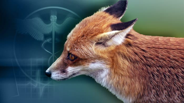 Second fox found in north Bexar County this week tests positive for rabies, health officials say