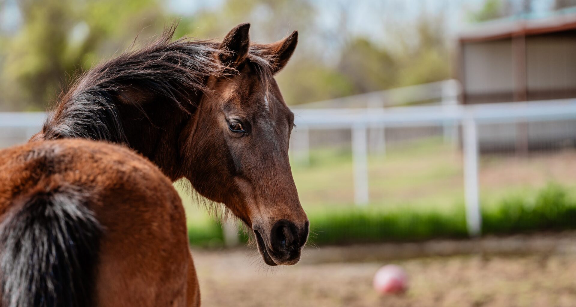 Fur Friday: Jenny the mare is ready to shine at HSNT’s Equine Ranch