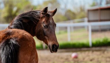 Fur Friday: Jenny the mare is ready to shine at HSNT’s Equine Ranch