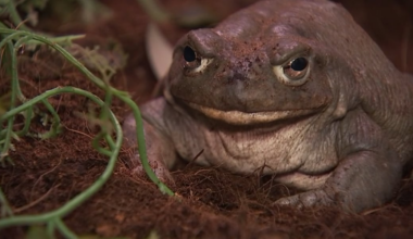 Poison control officials warn of toxic toads, mushrooms after Phoenix-area rainfall