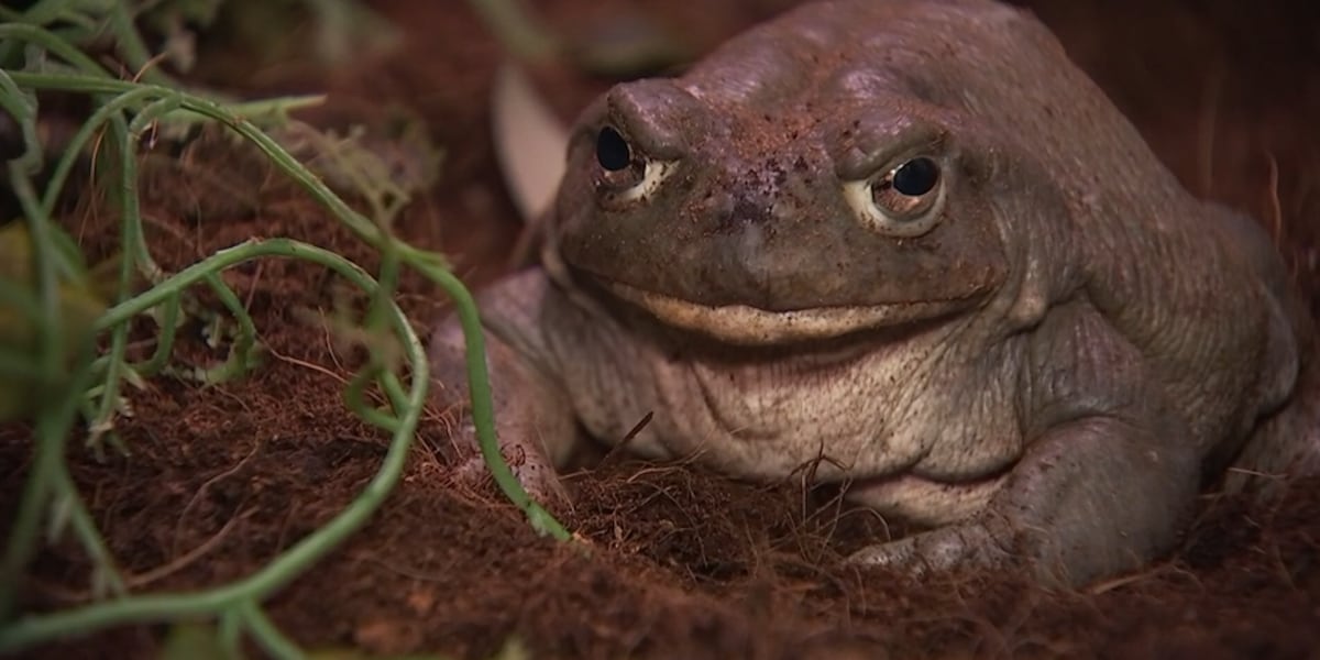 Poison control officials warn of toxic toads, mushrooms after Phoenix-area rainfall