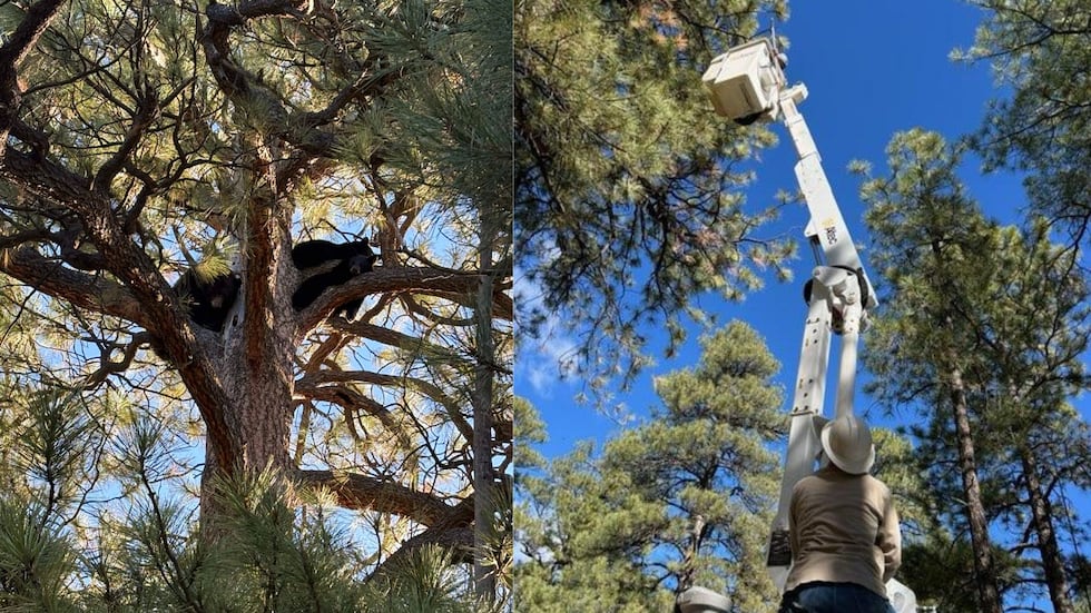 A mama bear and her two cubs are back in the wild after being rescued from a tree at a...