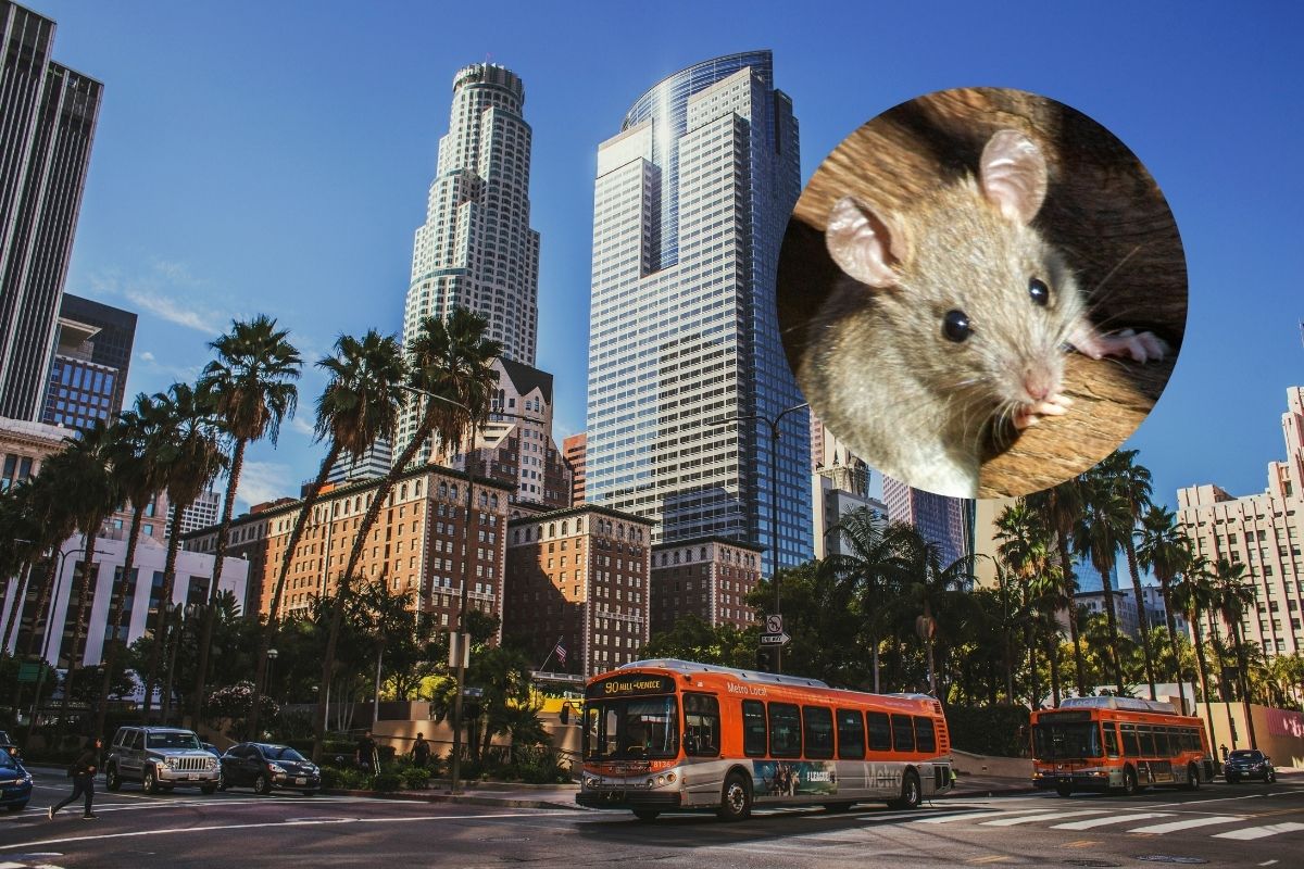 Los Angeles Tops The Nation As America’s “Rattiest City” — Beating Out New York And San Francisco