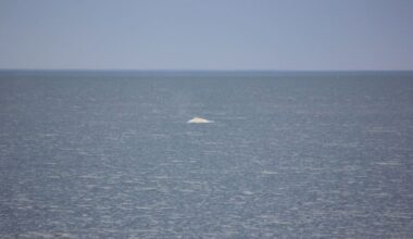 Rare white humpback whale sighting off Kaikōura sparks excitement