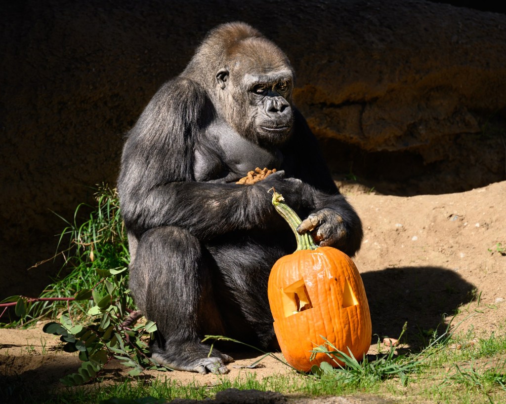 From Rolling Pumpkins Festival to Boo Bash – San Diego Union-Tribune