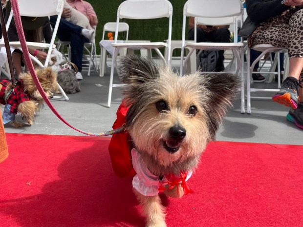 A canine contestant dressed as Little Red Riding Hood works the red carpet at last year's Dogoween. (Noah Lyons)