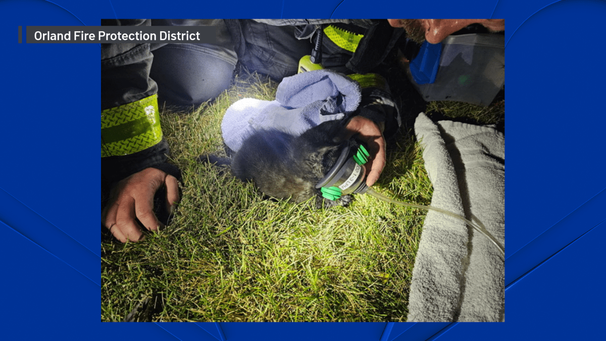 Kitten rescued from apartment fire in Chicago suburb – NBC Chicago