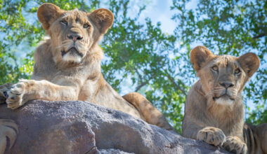 The Phoenix Zoo's lion cubs, Jasiri and Azizi, will be leaving the Zoo in early November and moving...
