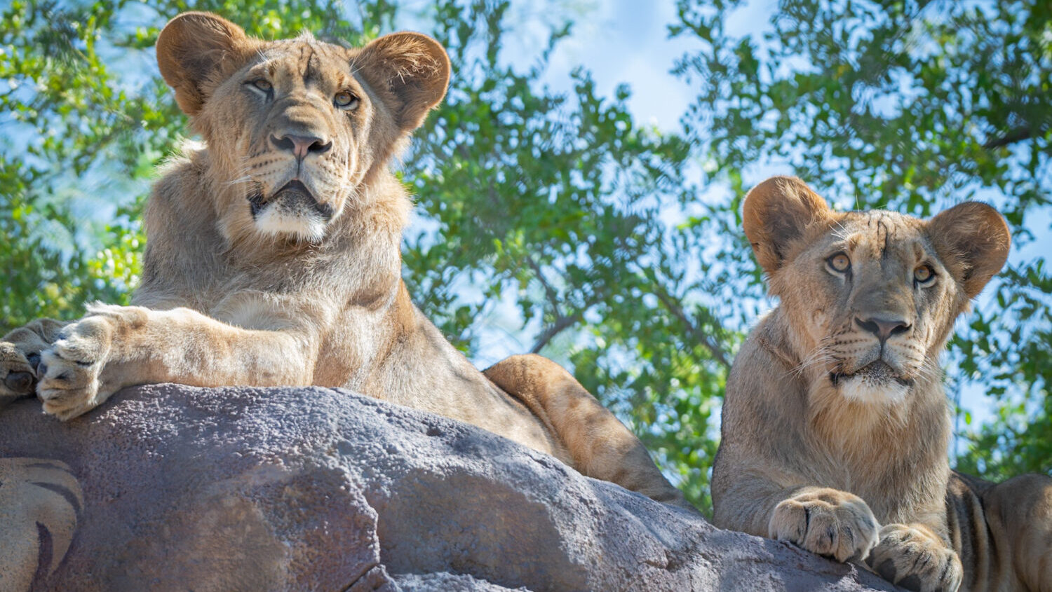 The Phoenix Zoo's lion cubs, Jasiri and Azizi, will be leaving the Zoo in early November and moving...