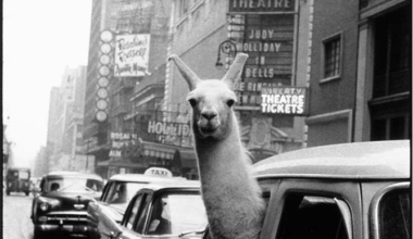 The Statler Gets Historic Hotels Nom, and the List of Others Is a Fantastic Rabbit Hole of Its Own