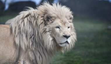 Rescue lion Louie dies at Lions Tigers & Bears animal sanctuary