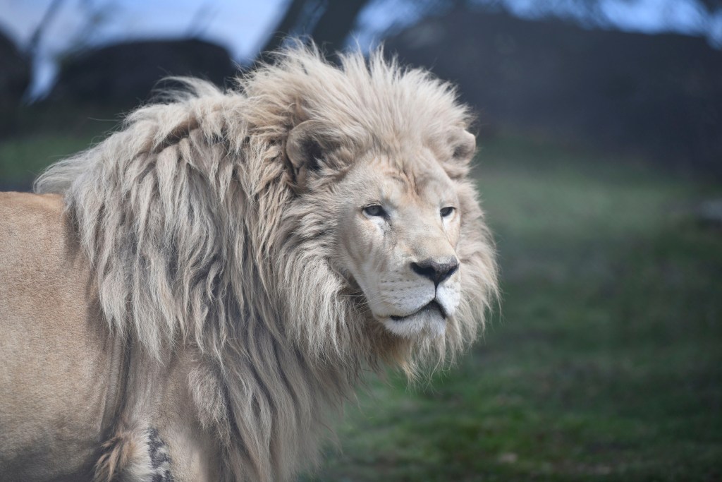 Rescue lion Louie dies at Lions Tigers & Bears animal sanctuary