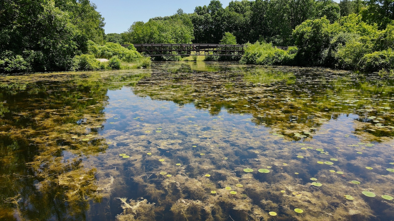 File photo of Eurasian Watermilfoil infestation at Spring Valley Lake