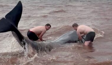 Good Samaritans Stripped Down to Briefs to Rescue 3 Stranded Whales on Canadian Beach (WATCH)