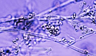 Bandages Made From Living Fungi Could Be The Future of Wound Healing : ScienceAlert