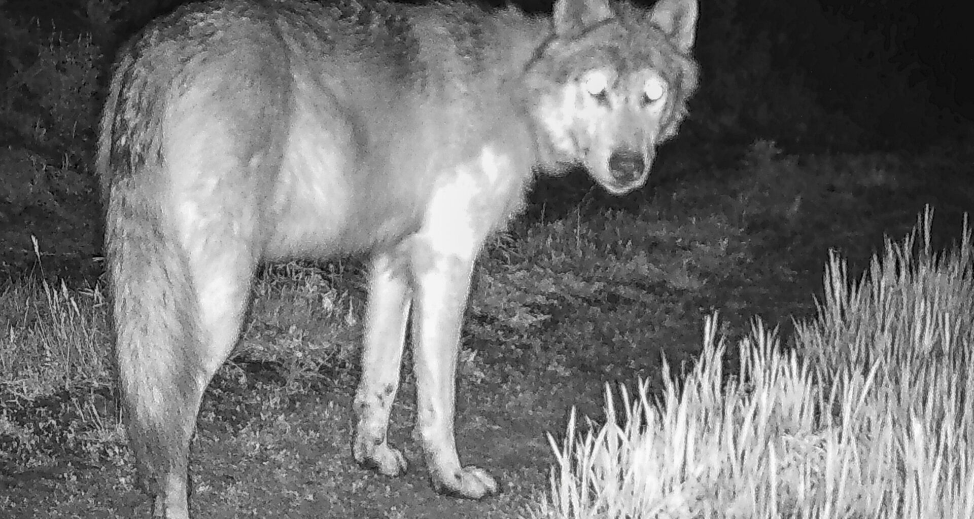 Trump administration tells Colorado wolves must come from U.S. Rockies states, not Canada