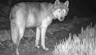 Trump administration tells Colorado wolves must come from U.S. Rockies states, not Canada