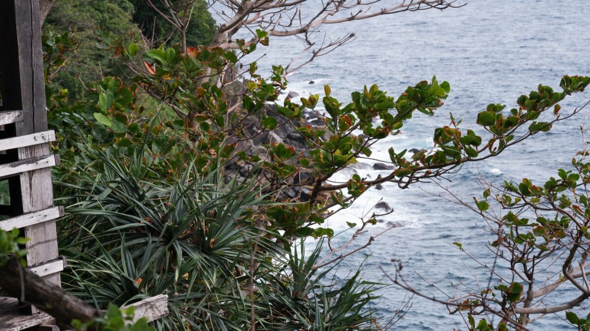 Helamba Tree (Mitragyna Parvifolia)