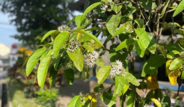 Kratom 'Cousin' Tree May Hold Genetic Recipe For Cancer-Active Alkaloid