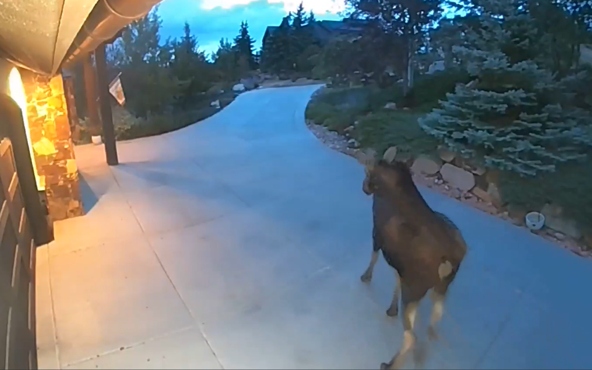A moose outside a home in Utah