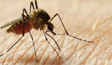 Mosquito swarms in Phoenix area lead to spike in complaints after storms