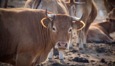 19-year-old labourer remanded to prison for child pornography