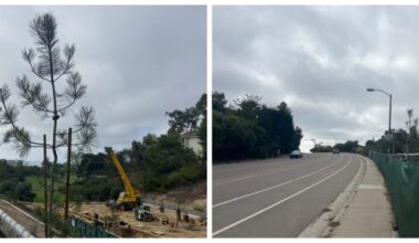 La Jollans raise concern that new trees on Nautilus Street block public ocean views – San Diego Union-Tribune