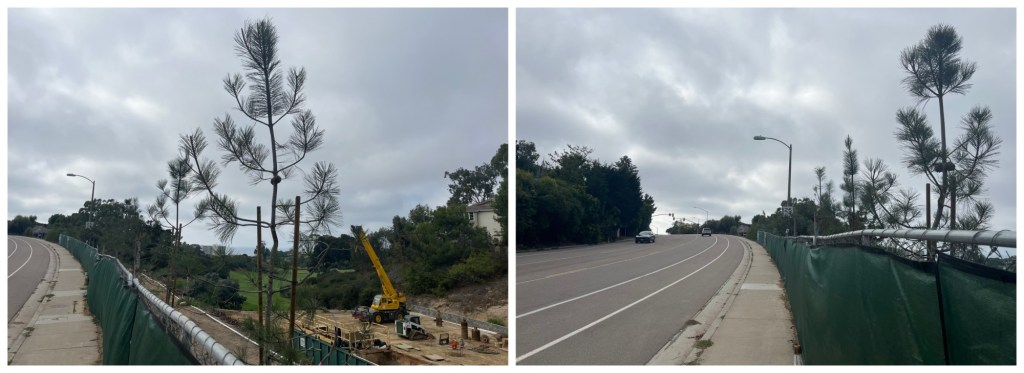 La Jollans raise concern that new trees on Nautilus Street block public ocean views – San Diego Union-Tribune