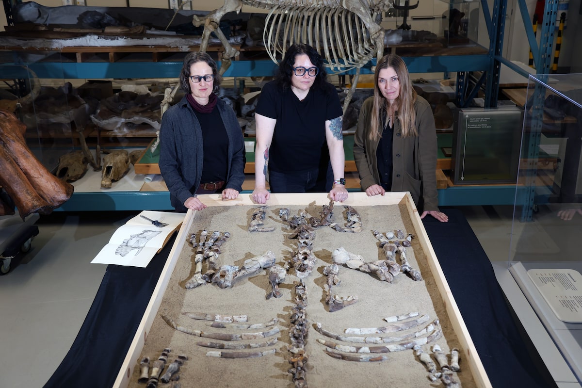 How ‘Frosty,’ a rhino fossil dug up in Nunavut, complicates the story of how mammals roamed the Earth