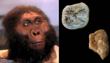 The Forgotten Cousins of Humanity Who May Have Made the World’s First Tools