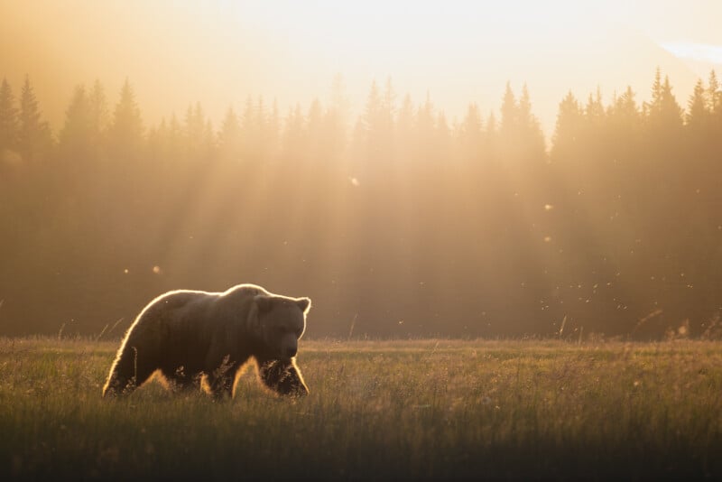 A bear walks through a sunlit meadow at dawn or dusk, with golden light rays streaming through trees in the background. Dust or insects float in the warm, hazy air.