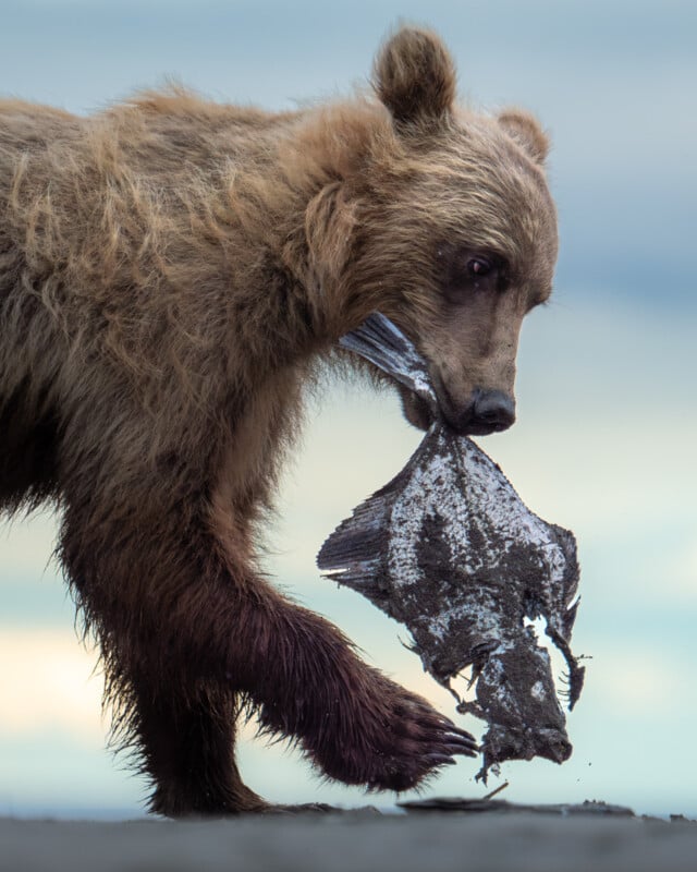 A brown bear with wet fur carries a large, partially eaten fish in its mouth, walking on a rocky surface with a blurred sky in the background.