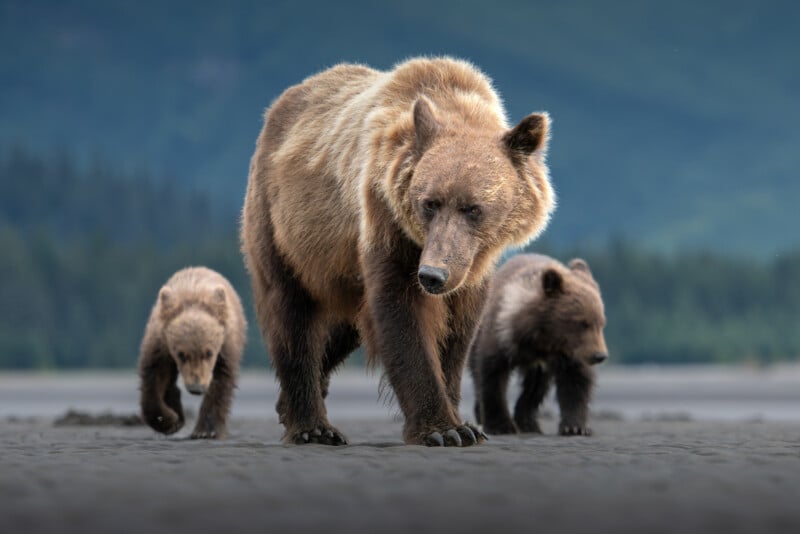 A large brown bear walks on sandy ground with two cubs following behind, with a blurred forest and mountain background.