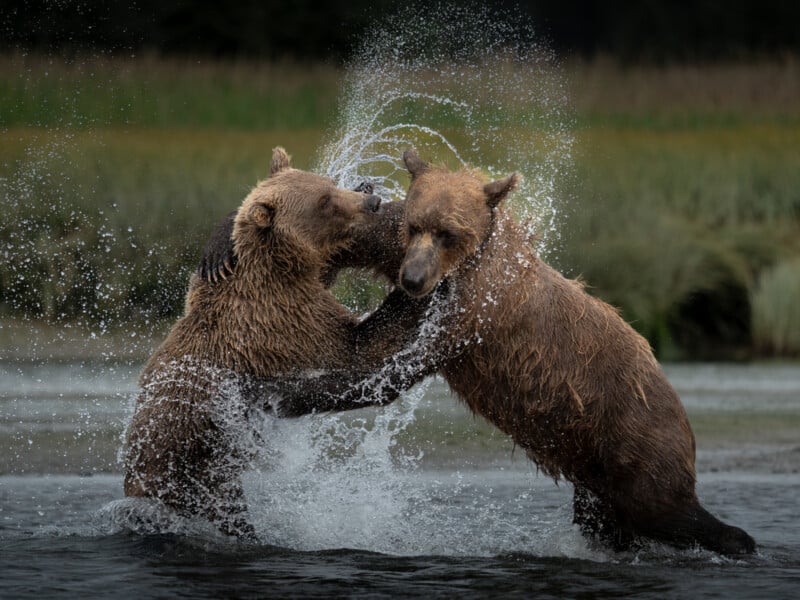 Two brown bears stand in shallow water, splashing and playfully wrestling with each other, surrounded by tall grass and blurred greenery in the background. Water droplets arc through the air from their movement.