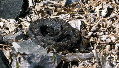 Rattlesnakes on the move in the Adirondacks