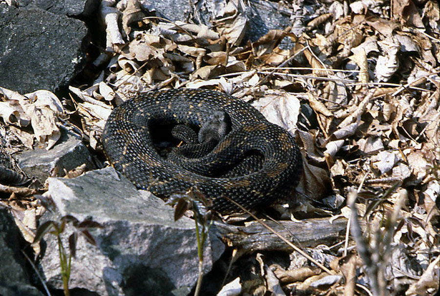 Rattlesnakes on the move in the Adirondacks