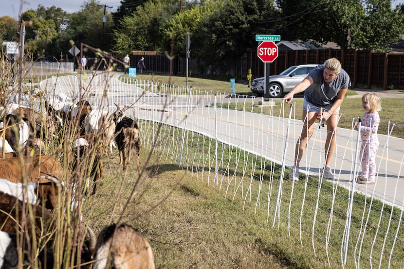 Lindsay Reese and daughter Abigail Reese watch goats graze along Northaven Trail near...