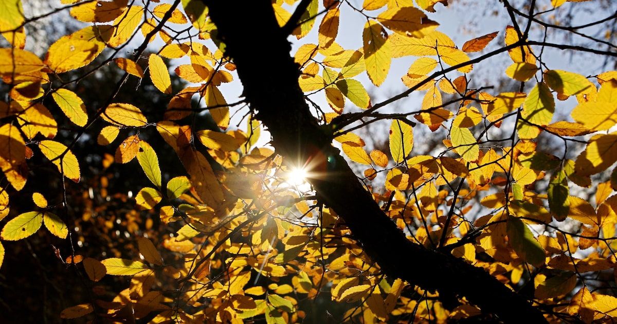 What Dallas-Fort Worth spots are best for leaf peeping? Experts share favorite fall sites