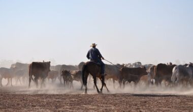 Ancient DNA unlocks the secret of rideable horses