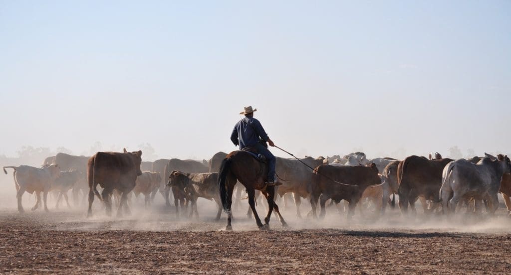 Ancient DNA unlocks the secret of rideable horses