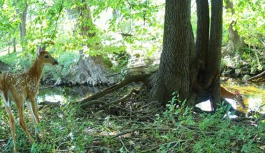 Penn project sets up camera around city to better understand urban wildlife