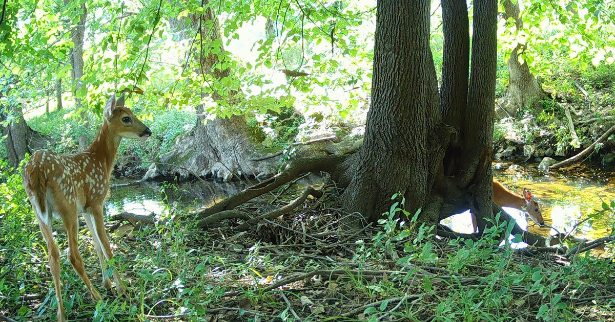 Penn project sets up camera around city to better understand urban wildlife