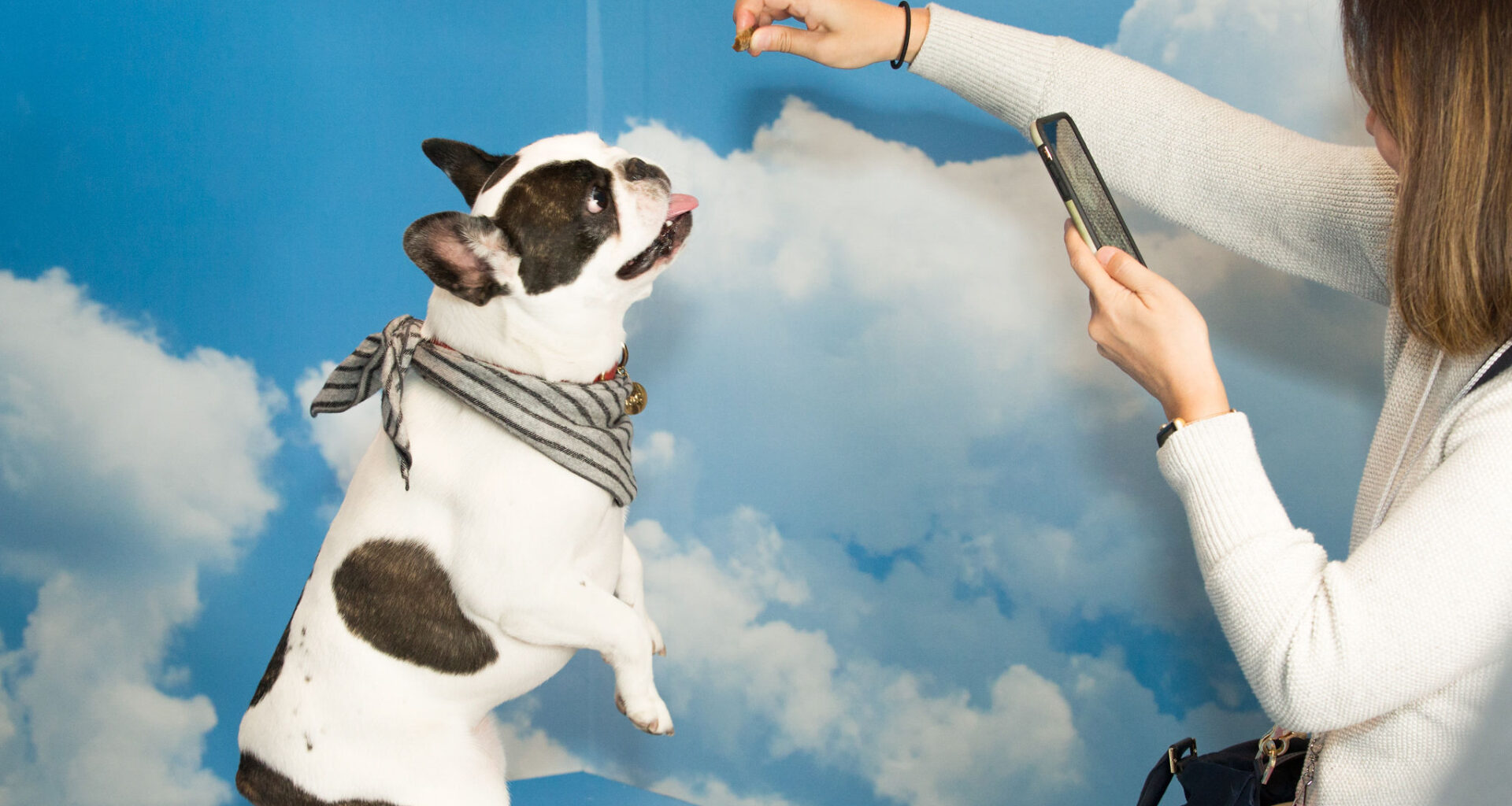 Taylor Swift Festivities, PetCon 2025 & More