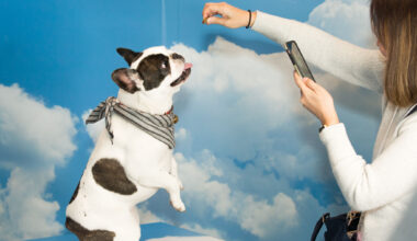 Taylor Swift Festivities, PetCon 2025 & More