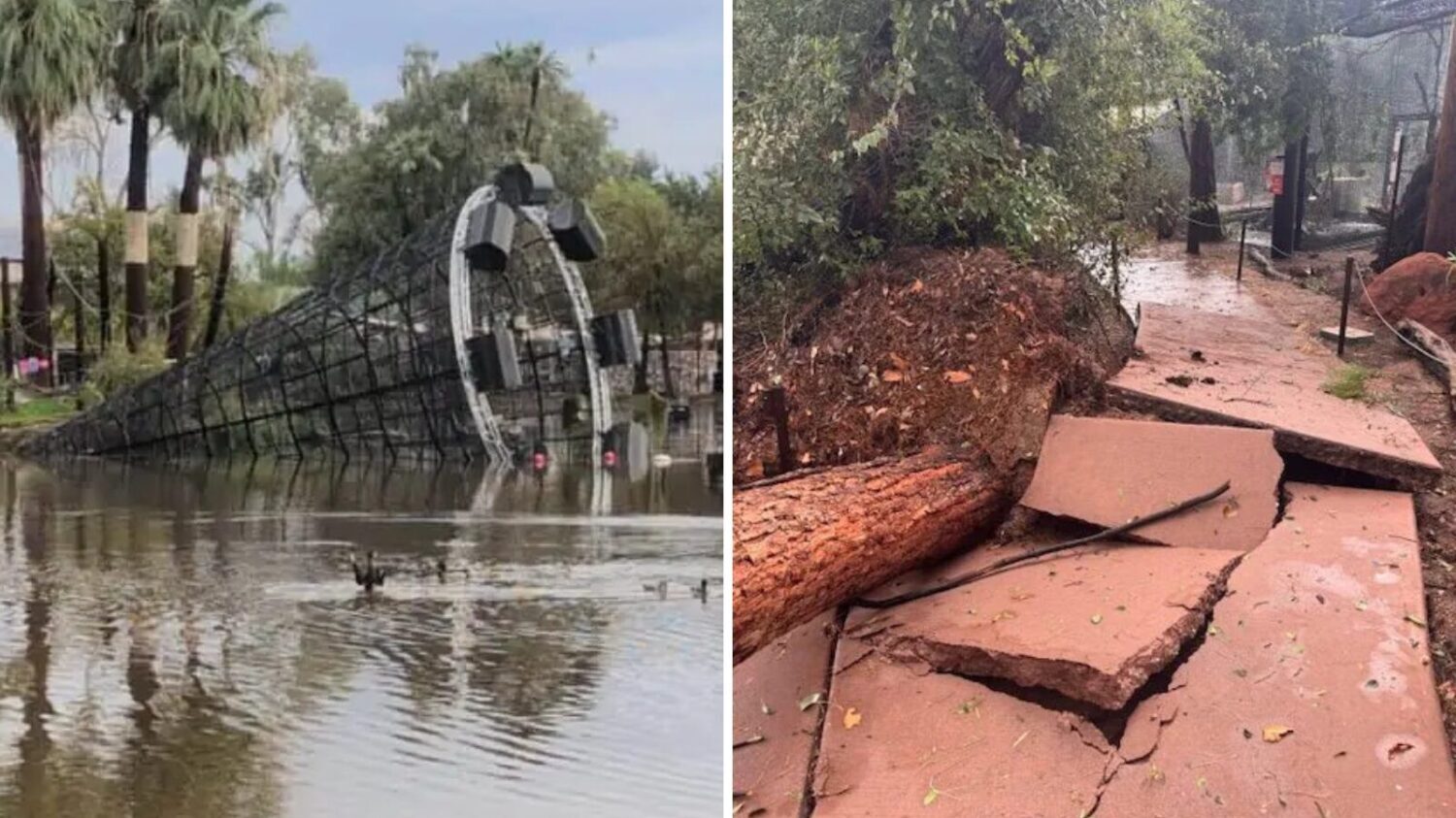 The Phoenix Zoo has reopened after being closed for three days due to storm damage....