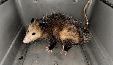 Three opossums caught in the past 5 weeks in Honolulu, Hilo : Big Island Now