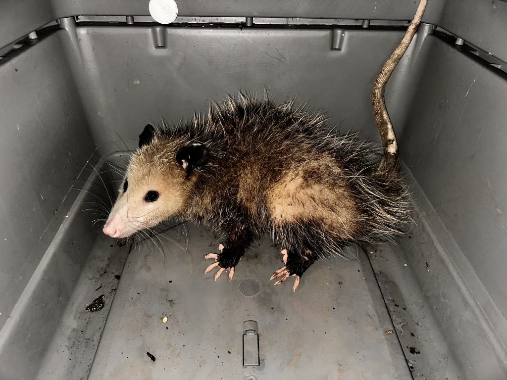 Three opossums caught in the past 5 weeks in Honolulu, Hilo : Big Island Now