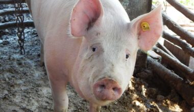 Hogs Trading with Gains at Midday