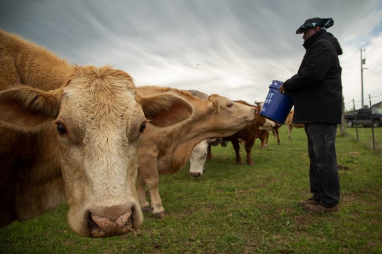 Lamont Powell feeds his cows on his wife's ranch in Cedar Creek on March 28, 2021.